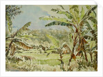 740 Banana trees, Ramboda by Clive Wilson
