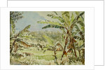 740 Banana trees, Ramboda by Clive Wilson
