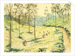 728 Tea pickers near Ella by Clive Wilson