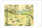 728 Tea pickers near Ella by Clive Wilson