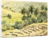 741 Dunhinda, preparing the paddy fields by Clive Wilson
