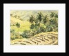741 Dunhinda, preparing the paddy fields by Clive Wilson