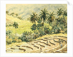 741 Dunhinda, preparing the paddy fields by Clive Wilson
