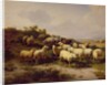 Sheep on the Coast, 1878 by Eugene Joseph Verboeckhoven