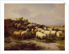 Sheep on the Coast, 1878 by Eugene Joseph Verboeckhoven