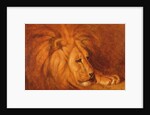 Lion at Rest by Abbott Handerson Thayer
