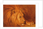 Lion at Rest by Abbott Handerson Thayer