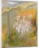 White Whisteria, 2001 by Jane Deakin