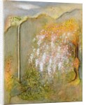 White Whisteria, 2001 by Jane Deakin