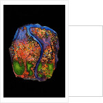 Garden of Eden, 2007 by Jane Deakin