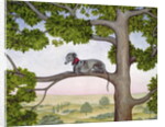 The Tree Whippet by Ditz Ditz