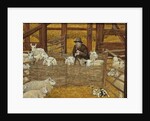 Barn-sheep by Ditz Ditz