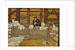 Barn-sheep by Ditz Ditz