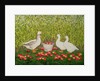 Sweetcorn-Geese by Ditz Ditz