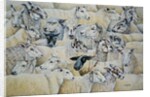 Sheep-Blanket by Ditz Ditz