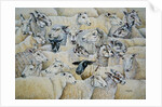 Sheep-Blanket by Ditz Ditz