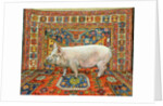 Singleton Carpet Pig by Ditz Ditz