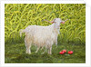 Alan's Goat by Ditz Ditz