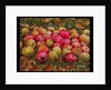Durnitzhofer Apples, 1993 by Ditz Ditz