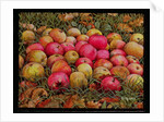 Durnitzhofer Apples, 1993 by Ditz Ditz