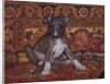 My Whippet Baby, 1994 by Ditz Ditz