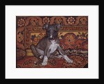 My Whippet Baby, 1994 by Ditz Ditz