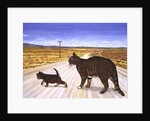 Saratoga Crossing, 1995 by Ditz Ditz