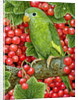 Redcurrant-Parakeet, 1995 by Ditz Ditz
