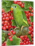 Redcurrant-Parakeet, 1995 by Ditz Ditz
