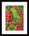Redcurrant-Parakeet, 1995 by Ditz Ditz