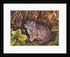 Eagle Creek, Wild Strawberry, Ground Squirrel, 1995 by Ditz Ditz