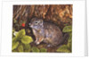 Eagle Creek, Wild Strawberry, Ground Squirrel, 1995 by Ditz Ditz