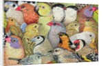 Patchwork-Birds, 1995 by Ditz Ditz