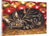 Right-Hand Apple-Cat, 1995 by Ditz Ditz