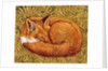 Cat-napping, 1997 by Ditz Ditz
