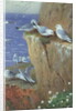 Seagulls by Archibald Thorburn