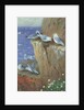 Seagulls by Archibald Thorburn
