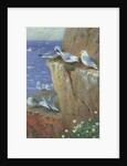 Seagulls by Archibald Thorburn
