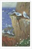 Seagulls by Archibald Thorburn