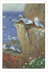 Seagulls by Archibald Thorburn