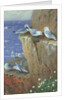 Seagulls by Archibald Thorburn