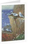Seagulls by Archibald Thorburn