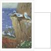 Seagulls by Archibald Thorburn
