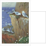 Seagulls by Archibald Thorburn