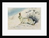 Hare by Archibald Thorburn