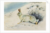 Hare by Archibald Thorburn