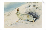 Hare by Archibald Thorburn