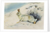 Hare by Archibald Thorburn