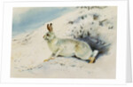 Hare by Archibald Thorburn