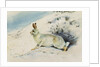 Hare by Archibald Thorburn